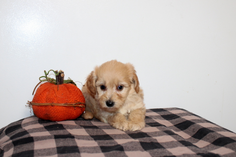 puppy, for, sale, Mini Golden Doodle F2B, Matthew B. Stoltzfus, dog, breeder, Gap, PA, dog-breeder, puppy-for-sale, forsale, nearby, find, puppyfind, locator, puppylocator, aca
